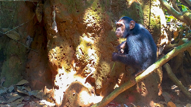 The evolution of chimp skills