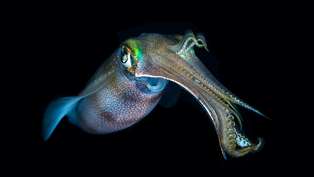 Self-heal like a squid
