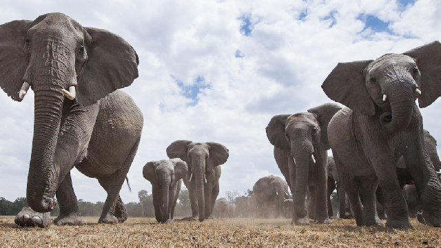 Herbivores, poop and the nutrient cycle