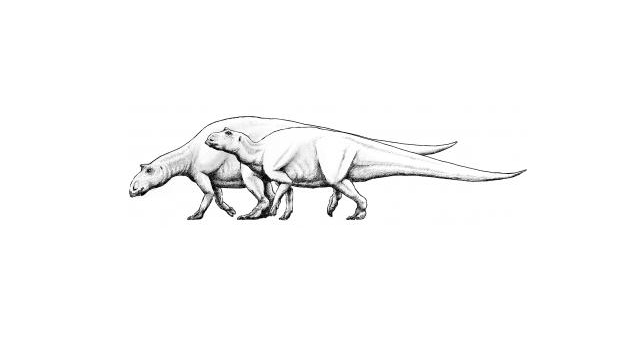 Can maths pick a dinosaur’s sex?