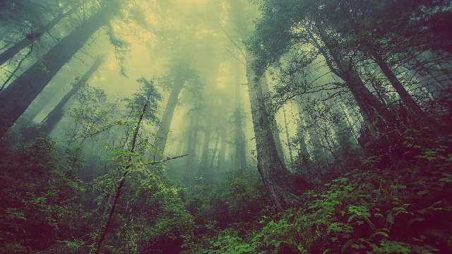 Could plants help us find dead bodies?