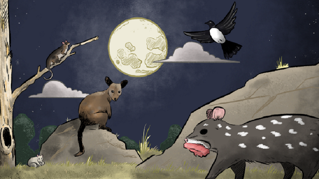 Predators, prey and moonlight singing