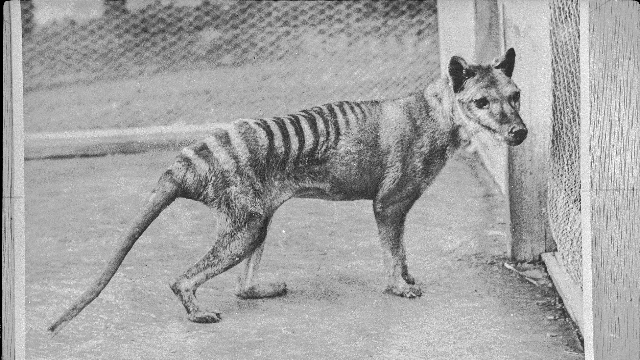 Tim Jarvis: Human-wildlife conflict: an unequal contest that needs redefining