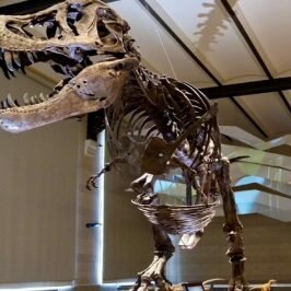 Dinosaur skeleton
