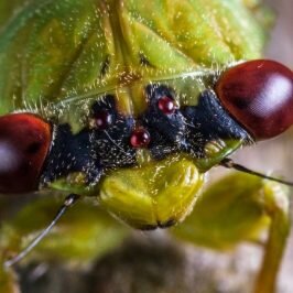 Close up of cicada eyes