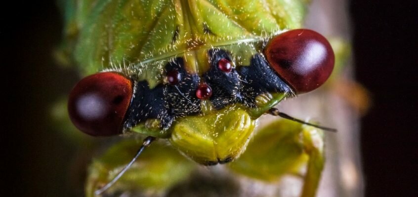 The Great Cicada Blitz