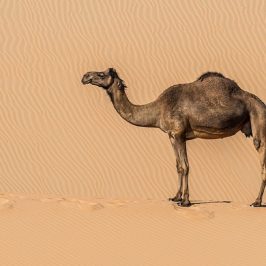 Lone camel