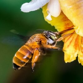 Bee pollinating flower