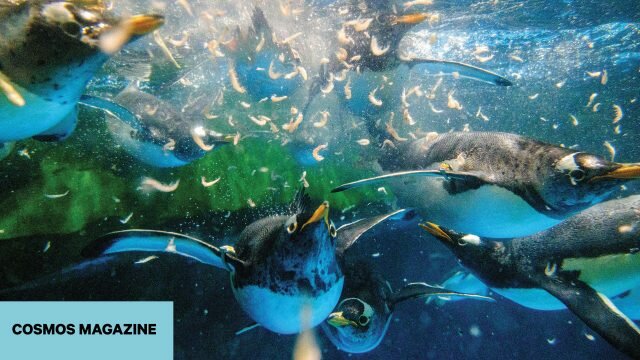 Tile Image_Good Krill Hunting