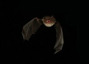 Myotis Macropus bat flying on a black background