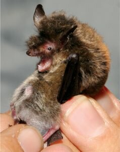 Myotis brandtii held between fingers.