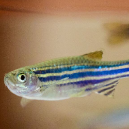 Zebrafish