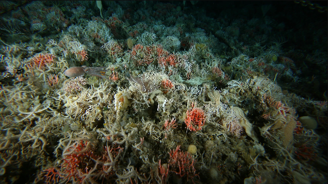 Explore the Antarctic ocean floor