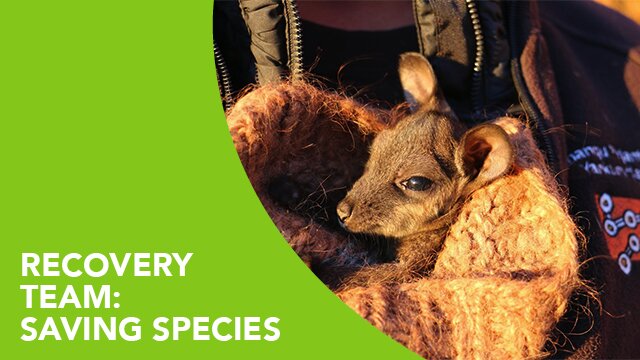 Recovery Team: Saving Species