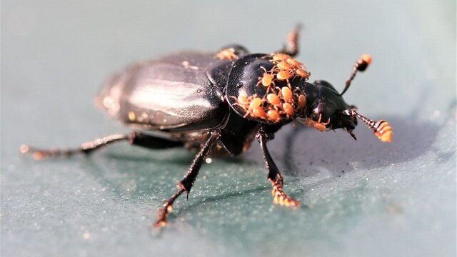 Let’s talk about sex. Beetle sex.