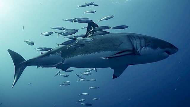 Flirting with the enemy: fish using sharks to exfoliate