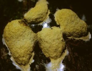slime mould_smart slime?_organisms