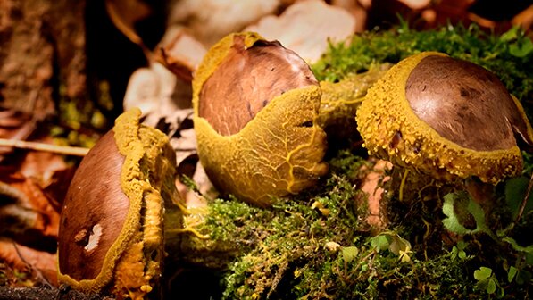 slime mould_smart slime?_organisms